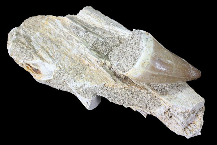 Mosasaur (Prognathodon) Tooth on Bone #85680